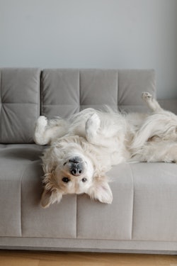 large white dog Golden Retriever lies upside down on a gray sofa