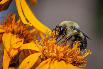 A Bumblebee (Bombus impatiens) forages an summer ragwort in the fall in the Laurentian forest.