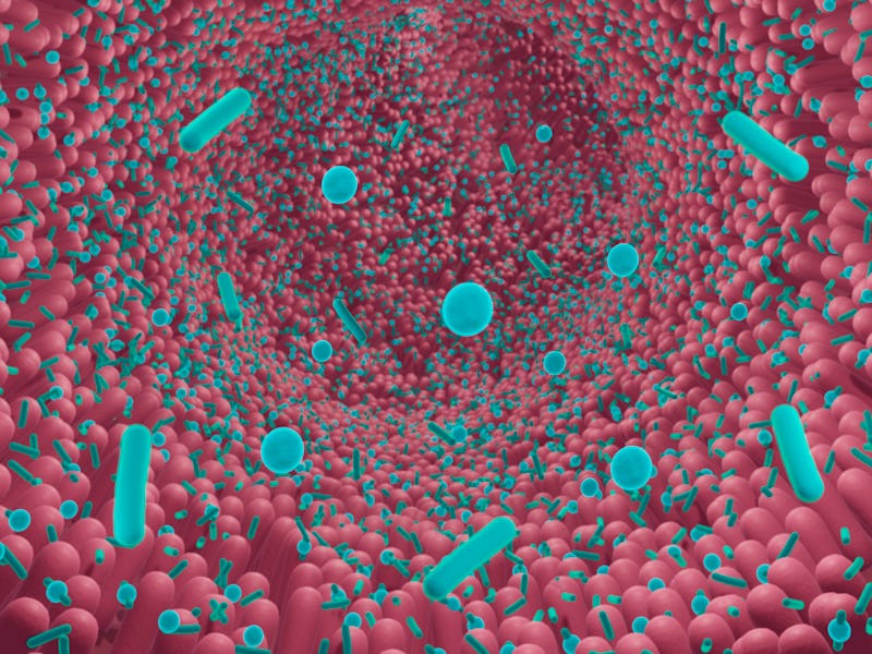 Probiotic bacteria helping the growth of a healthy gut flora.