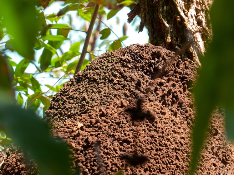 termite nest in colony on tree. These insects are responsible for destroying wooden objects and hous...