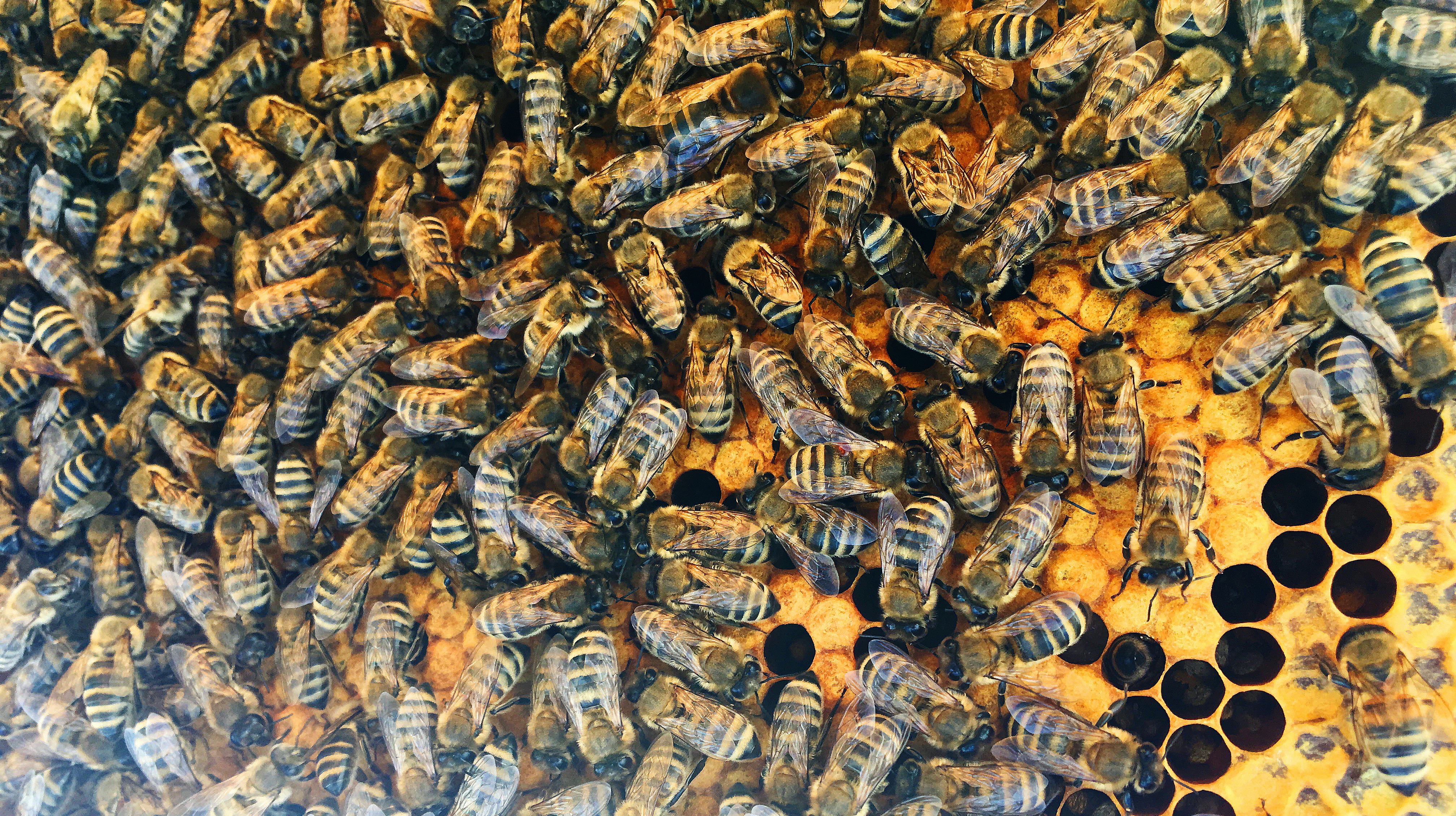 Why do queen bees live so long? The answer reveals a truth about lifespans