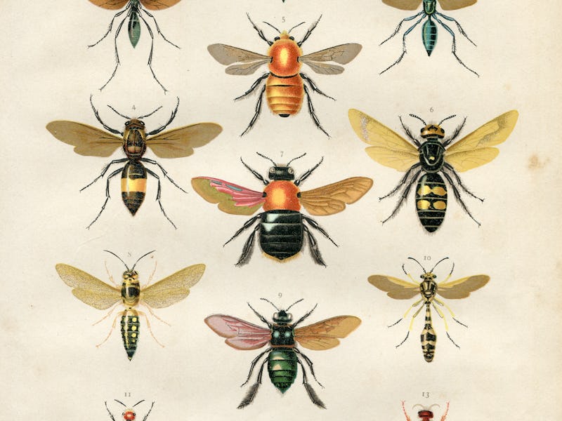 Steel engraving different wasp and bees