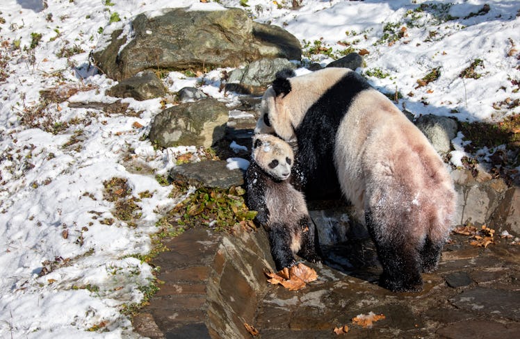 ABA, CHINA - JANUARY 13: Giant pandas play in the snow at the Shenshuping Base of China Conservation...