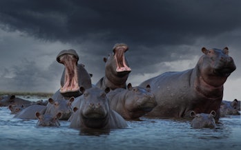 Hippos lying in a pile with their mouths open