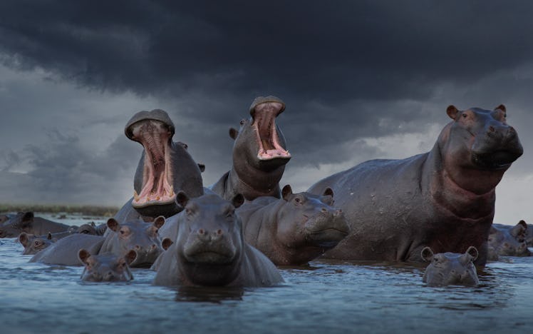 Hippos lying in a pile with their mouths open