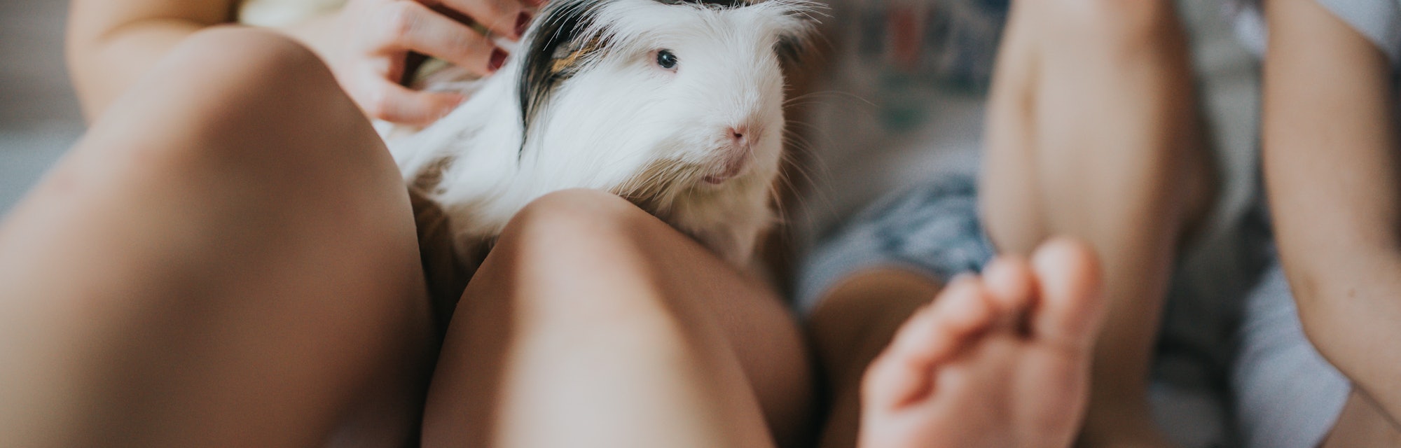 a guinea pig on person's lap