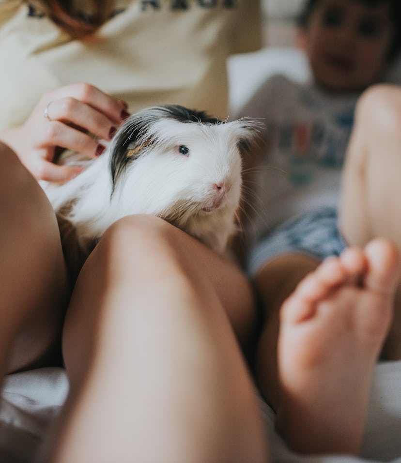 a guinea pig on person's lap