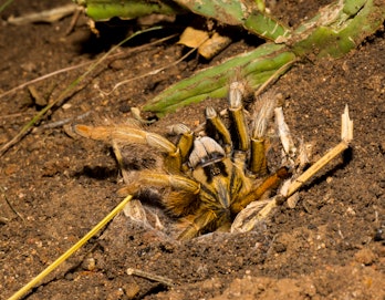 This image is of a baboon spider coming out of its hole in the ground. Harpactirinae (commonly calle...
