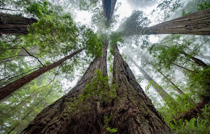 USA, California, Redwood National Park, Sequoia trees, august, 2018.