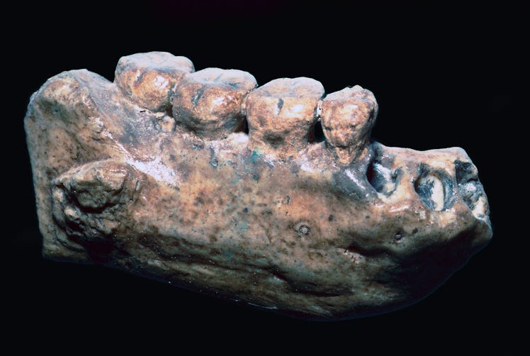 Jaw and teeth of Java Man (Homo Erectus) from Sangiran, Java. (Photo by CM Dixon/Print Collector/Get...