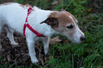 A Parson Russell Terrier dog walking in a muddy countryside, smelling