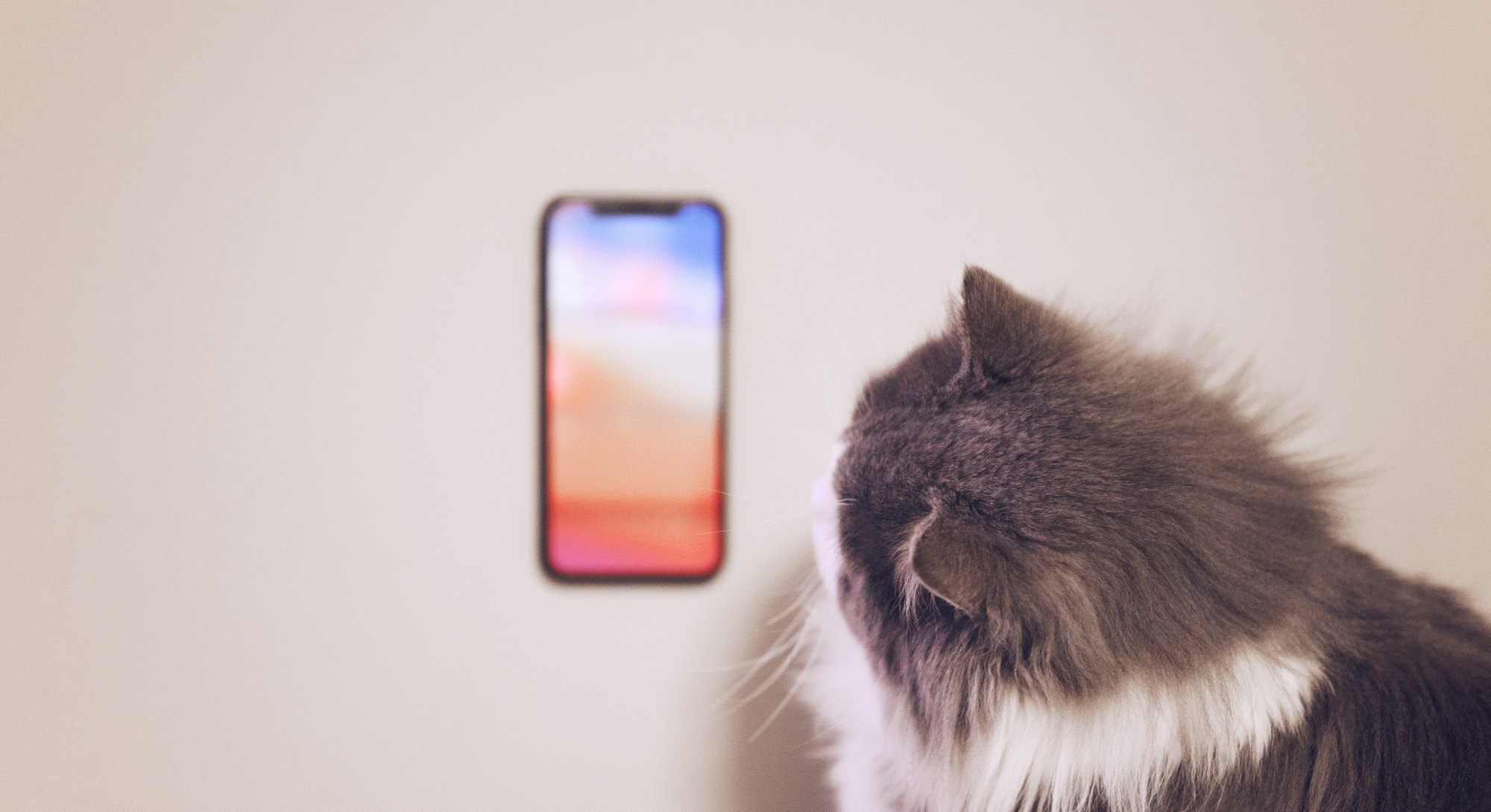 A cat looks at a locked iPhone screen.