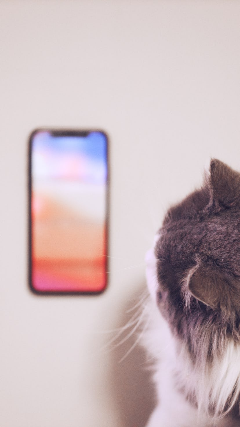 A cat looks at a locked iPhone screen.