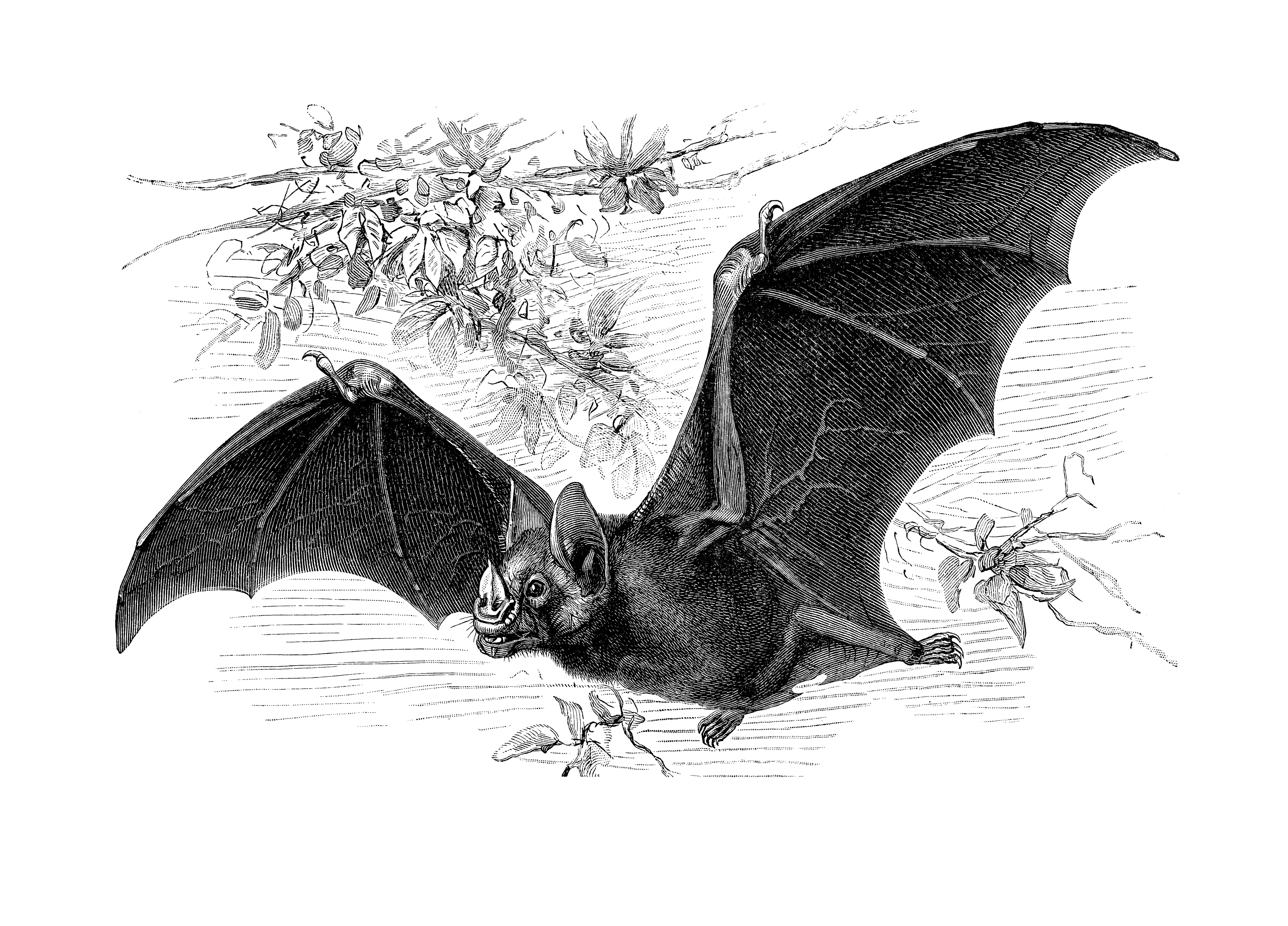 Antique Illustration, Copyright has expired on this artwork. From my own archives, digitally restore...