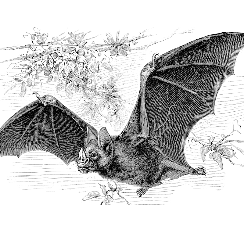 Antique Illustration, Copyright has expired on this artwork. From my own archives, digitally restore...