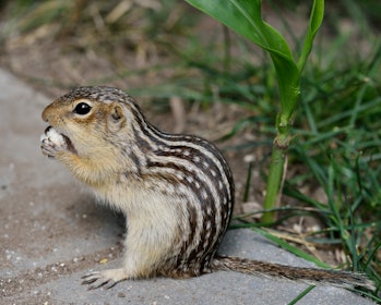 Thirteen-lined ground squirrel nibbling on food