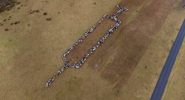 dpatop - 03 January 2022, Lower Saxony, Schneverdingen: Sheep and goats form an oversized syringe. P...