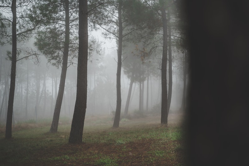 Some trees in a foggy rural area in France.