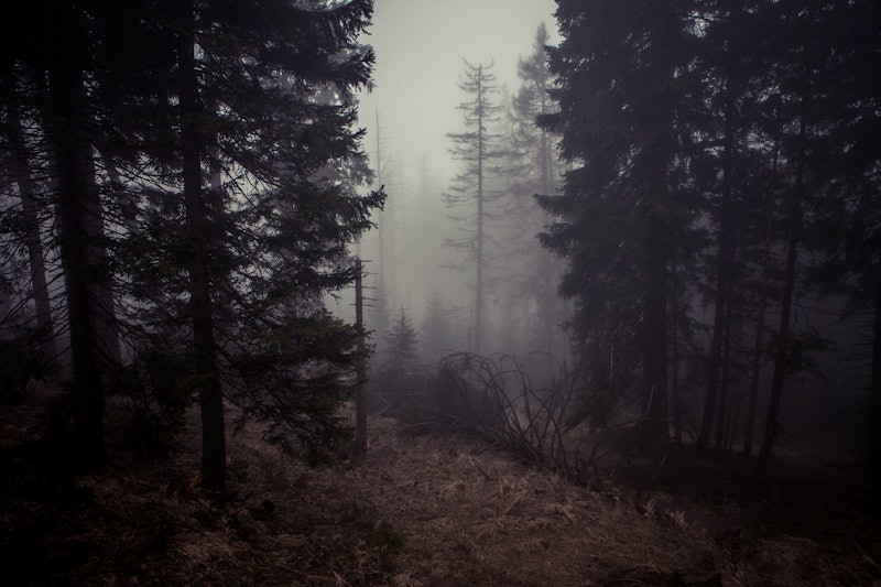 creepy shot of the forest on a foggy day