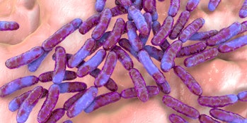 Lactobacillus bacteria, computer illustration. This is the main component of the human small intesti...