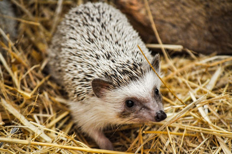 Photo of a hedgehog in a straw nest taken in Klapmuts, South Africa