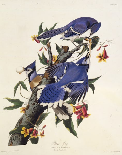 The blue jay. From "The Birds of America", 1827-1838. Private Collection. Artist Audubon, John James...