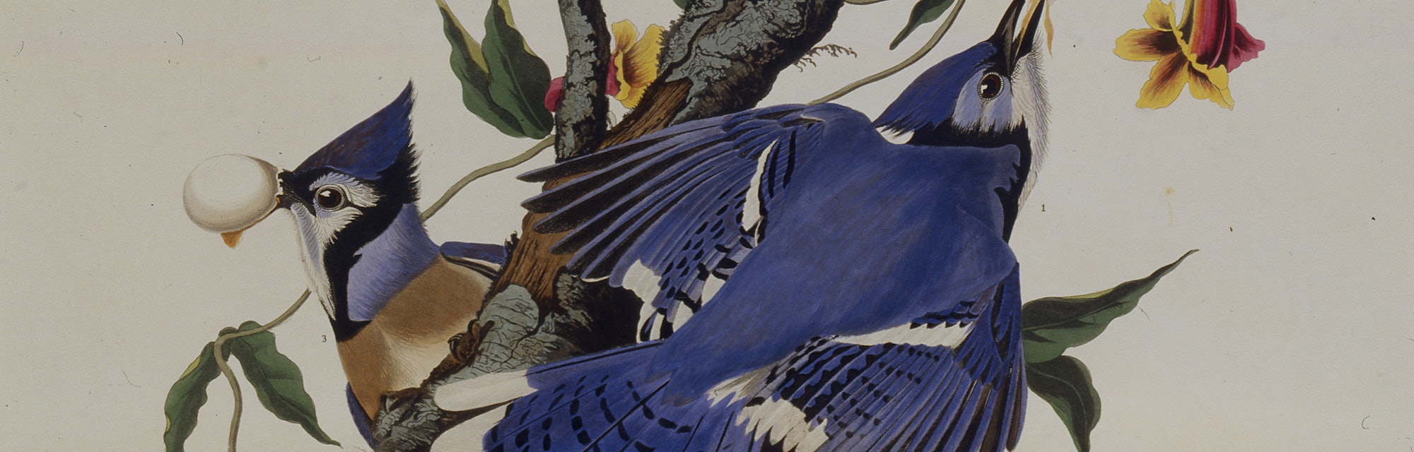 The blue jay. From "The Birds of America", 1827-1838. Private Collection. Artist Audubon, John James...