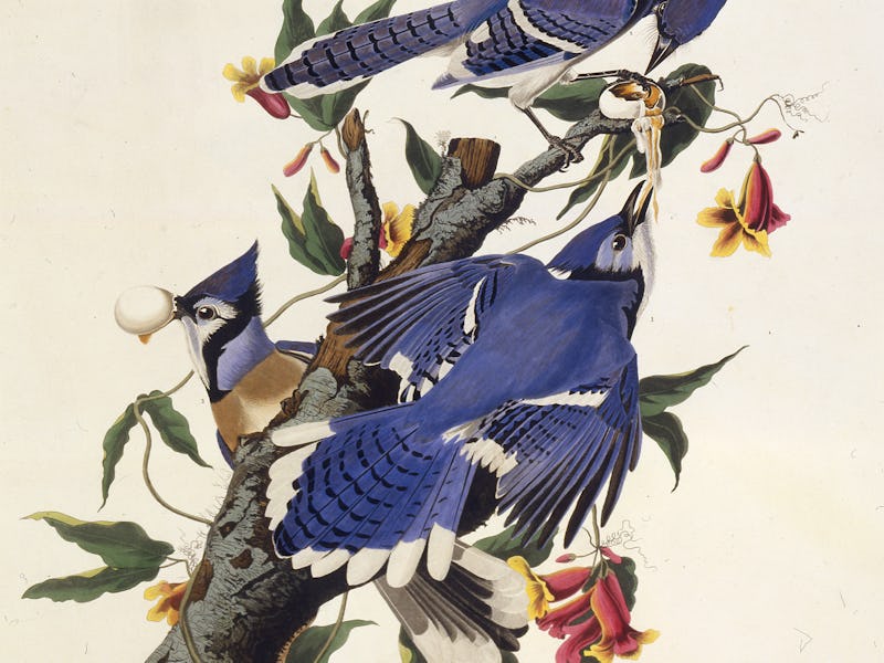 The blue jay. From "The Birds of America", 1827-1838. Private Collection. Artist Audubon, John James...