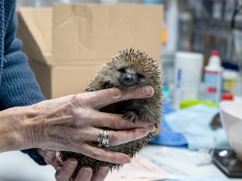 09 December 2021, Berlin: The helper holds a hedgehog up to the camera. At the hedgehog sanctuary in...