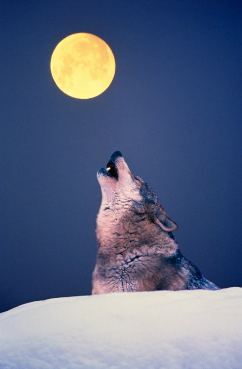 The full moon shines as a silhouetted wolf howls in the foreground. January's full moon is also know...