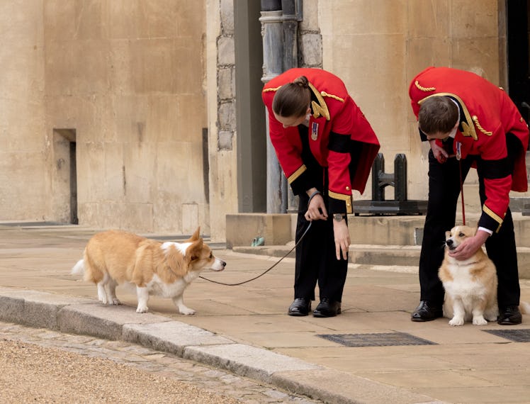 The corgis of Queen Elizabeth II, Muick and Sandy seen in the grounds before the Committal Service f...