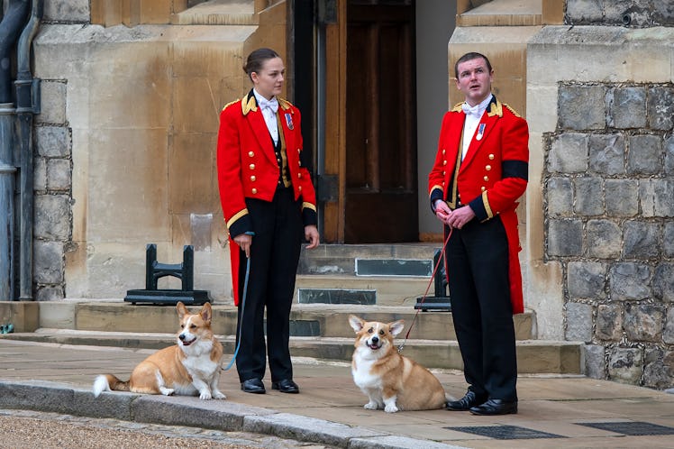 Members of the Royal Household stand with the Queen's royal Corgis.