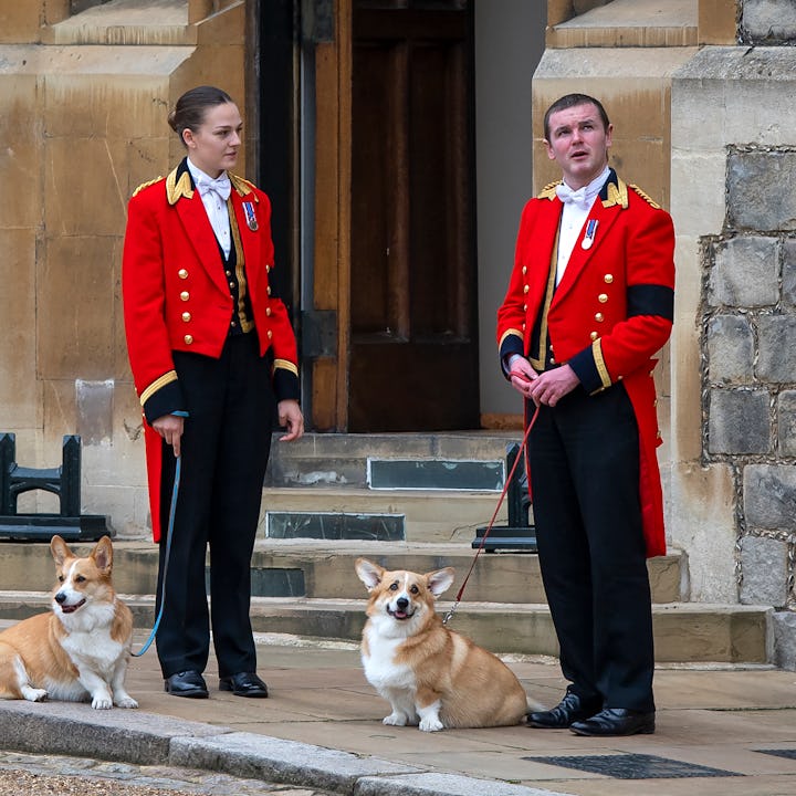 Members of the Royal Household stand with the Queen's royal Corgis, Muick and Sandy, as they await t...