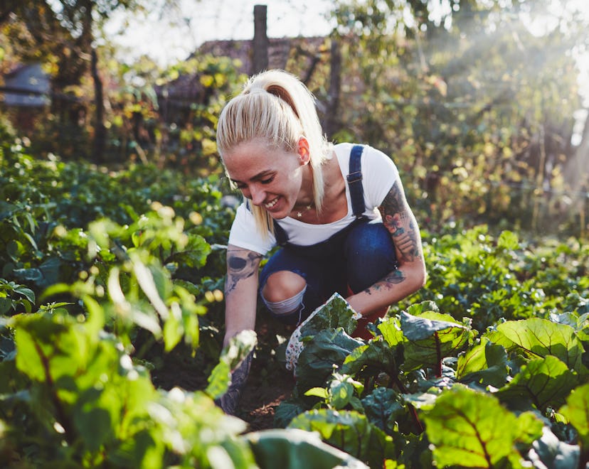 A woman in overalls and gloves kneels to harvest produce in a fall garden