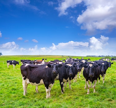 Friesian cows cattle grazing in a UK meadow of England United Kingdom