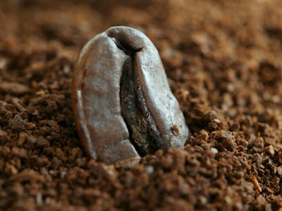 A coffee bean in ground coffee