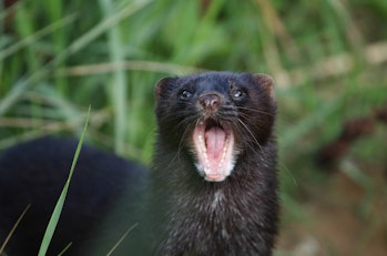 A head shot of a Mink, Neovison vison, with its mouth wide open at the British Wildlife Centre.