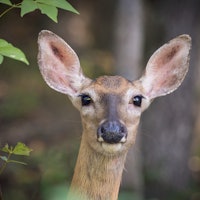 Deer and mink can harbor Covid-19: Why animal virologists say we need to worry