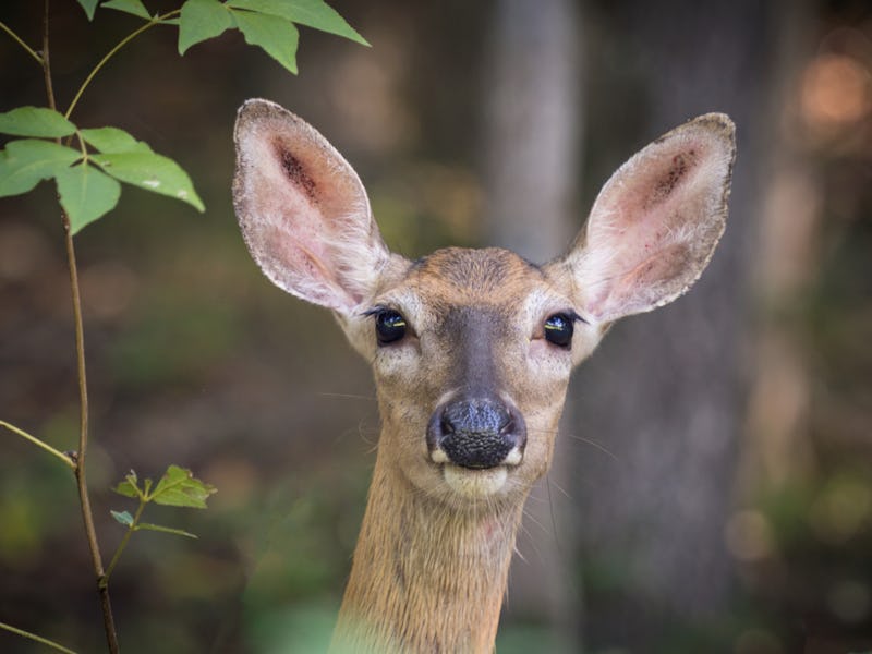 Close up of a beautiful doe in the woods