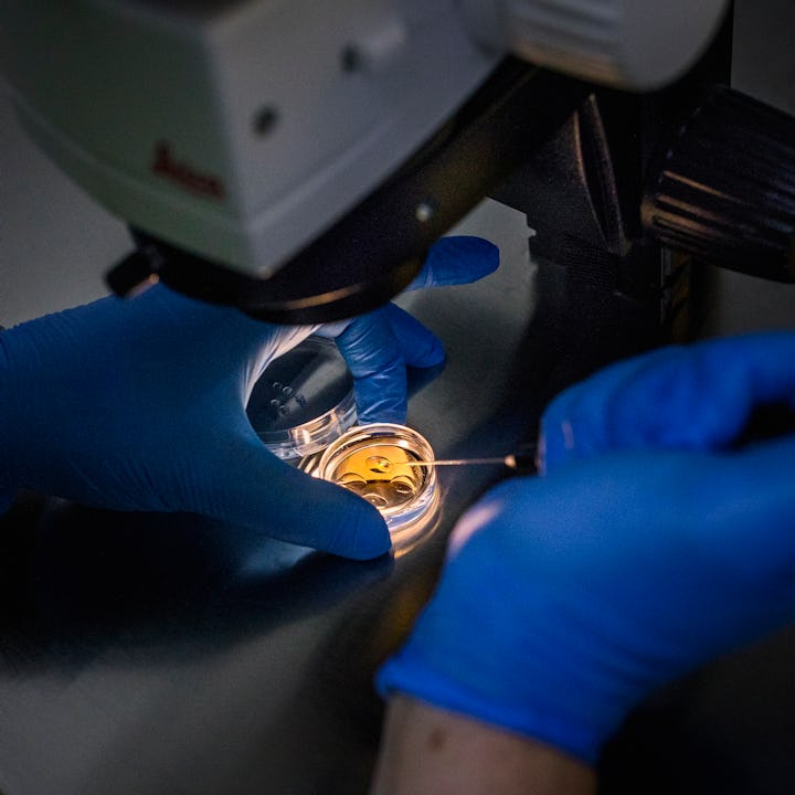 Inside a lab at a clinic in Tbilisi, Georgia, Doctor Jordan from Spain, is doing an artificial inse...