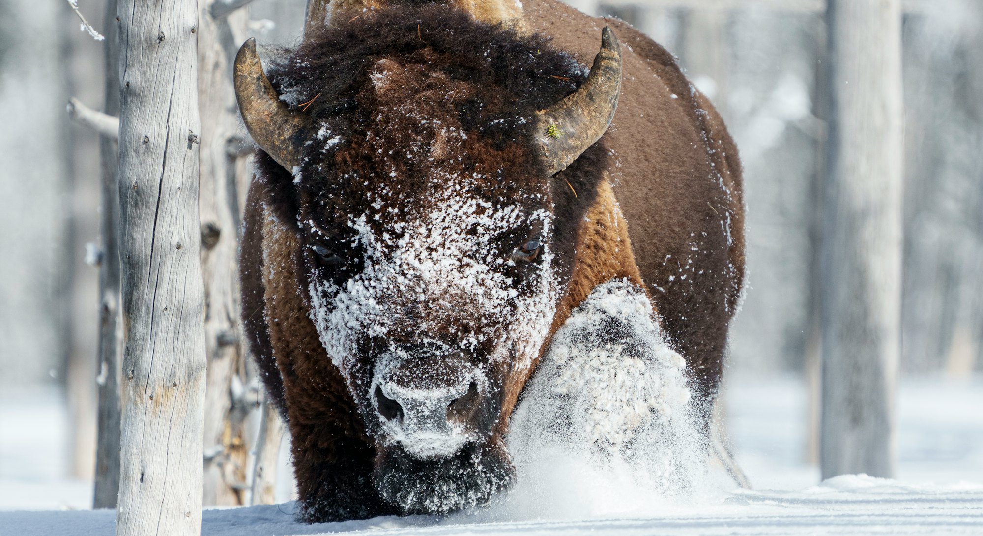 A large bull trudges through the deep powder snow inside a the ghost forest of Yellowstone National ...