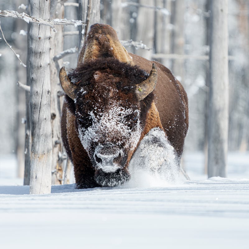 A large bull trudging through the deep powder snow inside a forest of Yellowstone National Park 