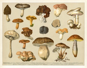 Group of edible mushrooms 1898
Hymenomycetes. Agaricini: 1. Champignon (Agaricus (Psalliota) campest...