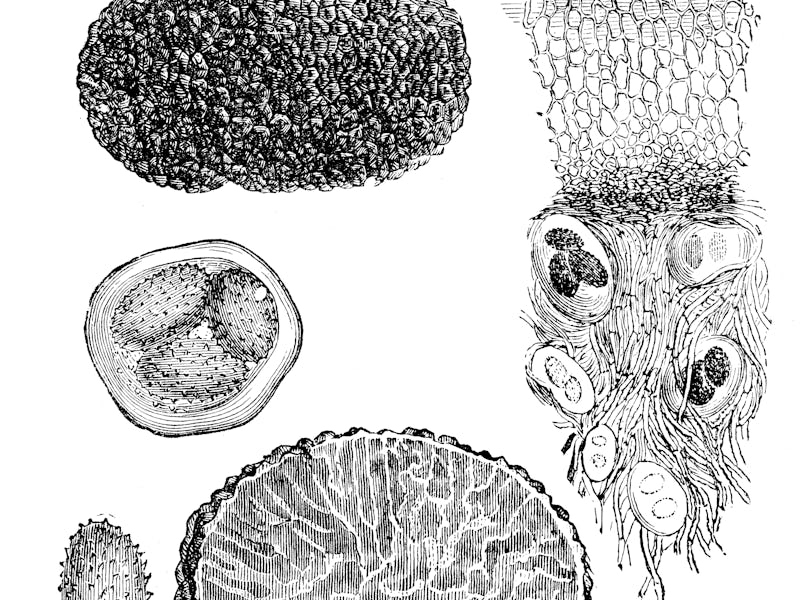 Antique illustration of truffle