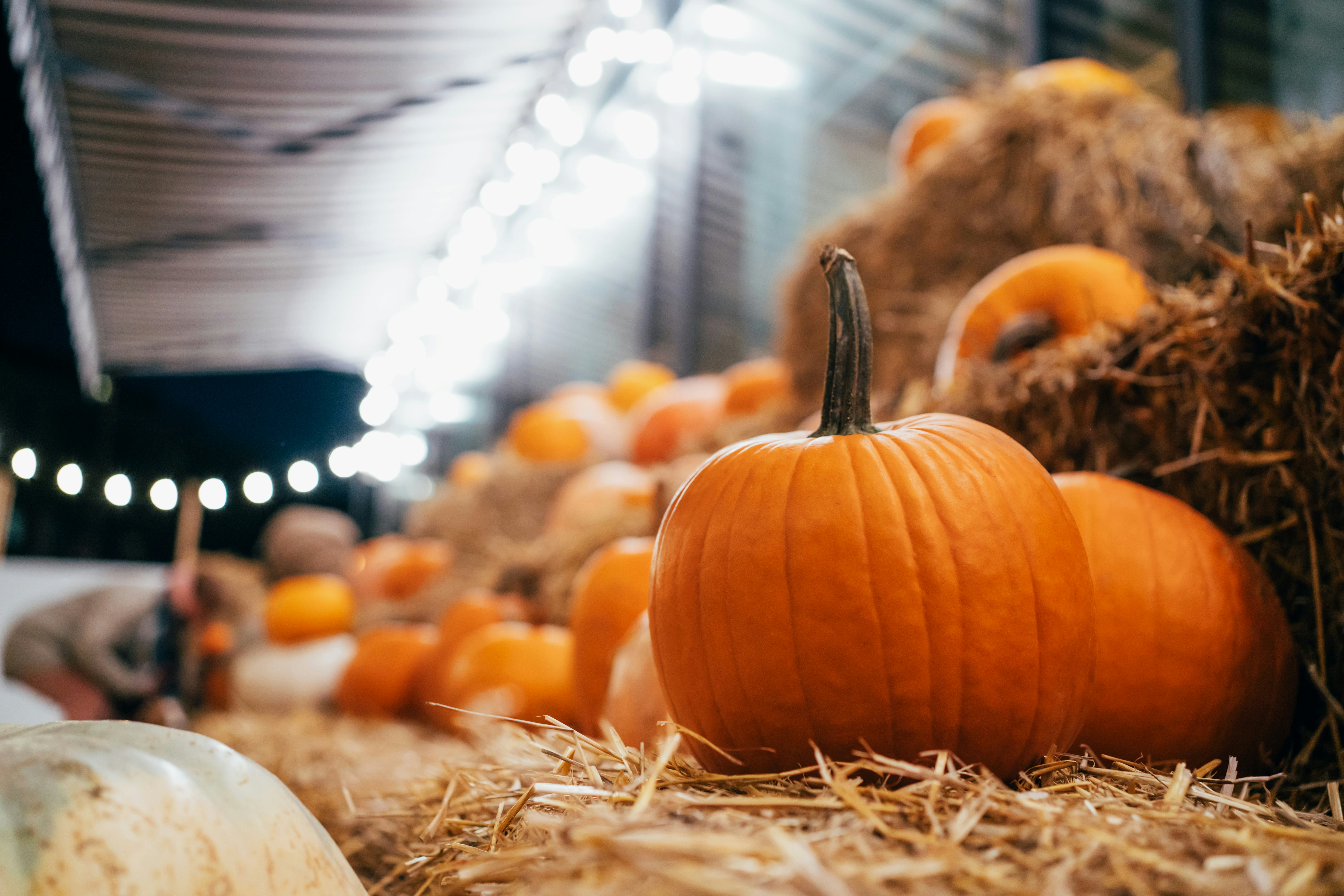 8 Ways To Dispose Of Pumpkins After Halloween