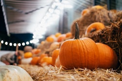 Many pumpkins on haystacks in an article about how to dispose of pumpkins after halloween 8 ways to ...