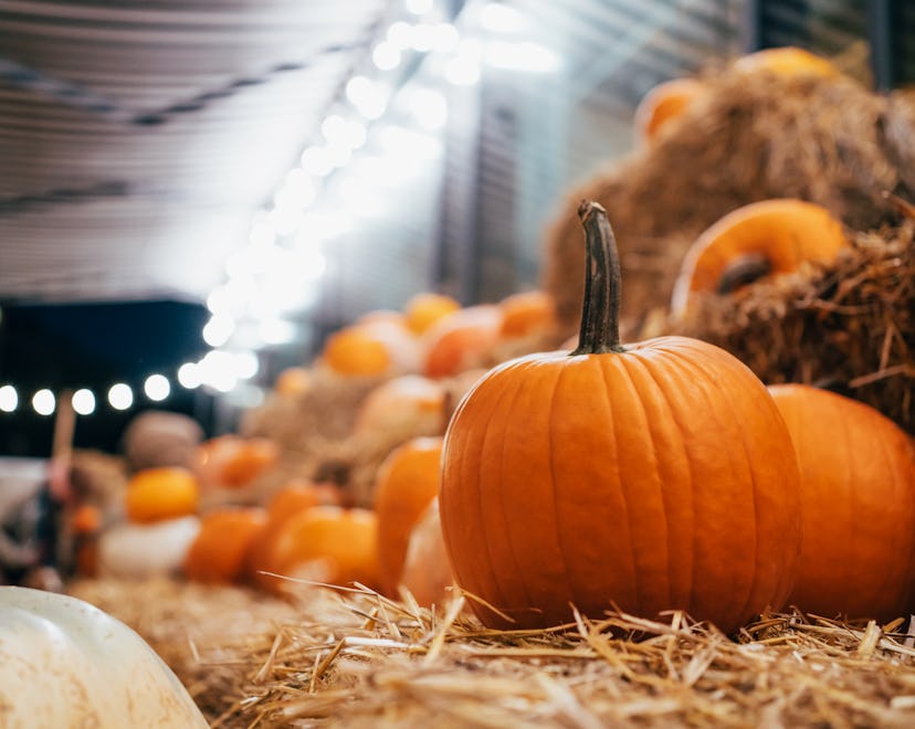 Many pumpkins on haystacks in an article about how to dispose of pumpkins after halloween 8 ways to ...