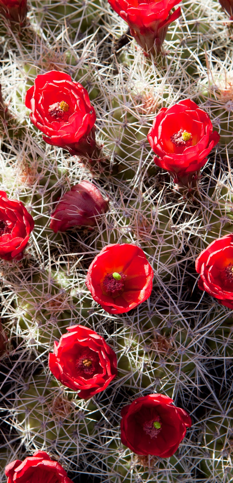 Claret cup cactus, Echinocereus triglochidiatus Photographed in Arizona, USA (Photo by: Francois Goh...