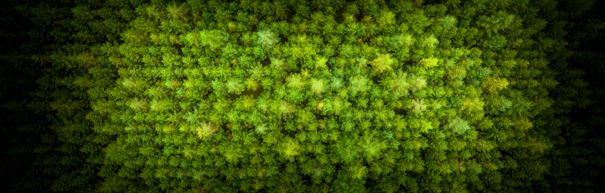 This is a drone photo of trees in the forest.