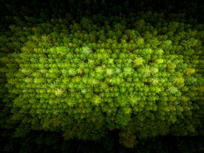 This is a drone photo of trees in the forest.
